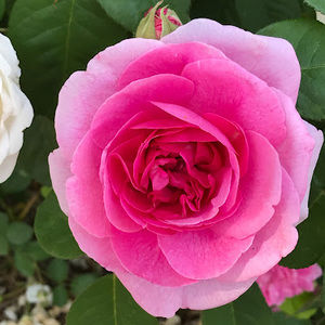 Meet your Posher, Alice